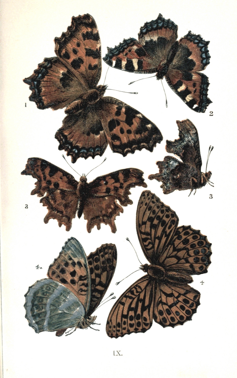 blackleg tortoiseshell (Nymphalis polychloros), small tortoiseshell (Aglais urticae), comma butterfly (Polygonia c-album), silver-washed fritillary (Argynnis paphia); DISPLAY FULL IMAGE.