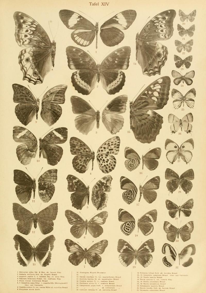 Lepidoptera Niepeltiana - Butterflies; DISPLAY FULL IMAGE.