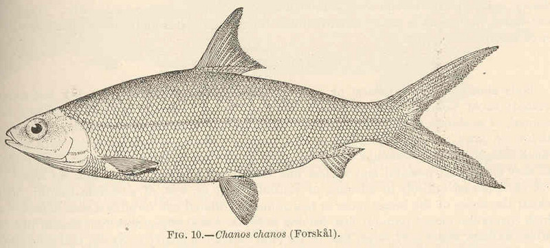 milkfish (Chanos chanos); DISPLAY FULL IMAGE.