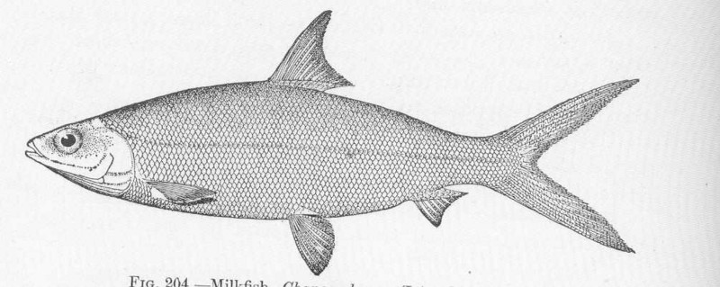 milkfish (Chanos chanos); DISPLAY FULL IMAGE.