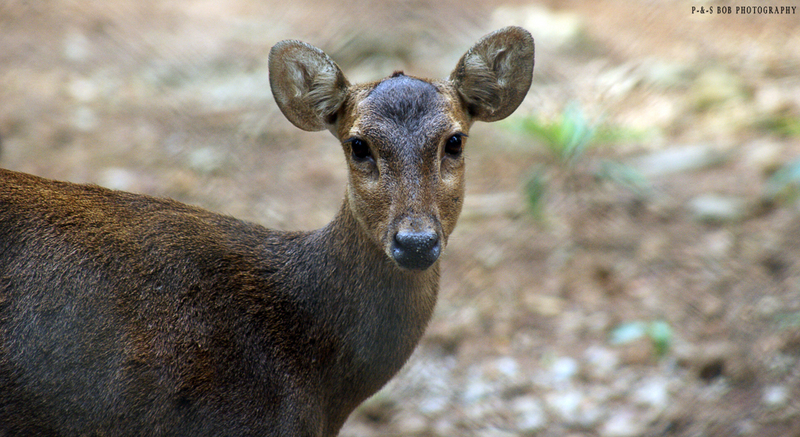 Bawean hog deer (Hyelaphus kuhlii); DISPLAY FULL IMAGE.