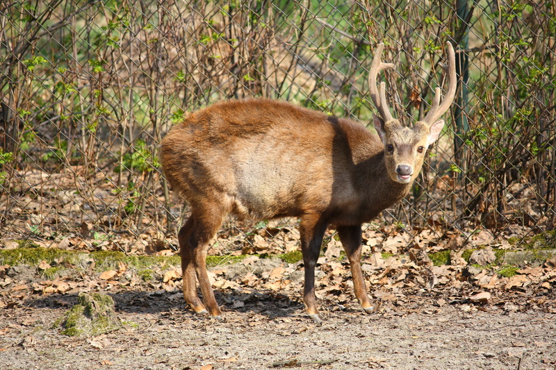 Bawean hog deer (Hyelaphus kuhlii); DISPLAY FULL IMAGE.