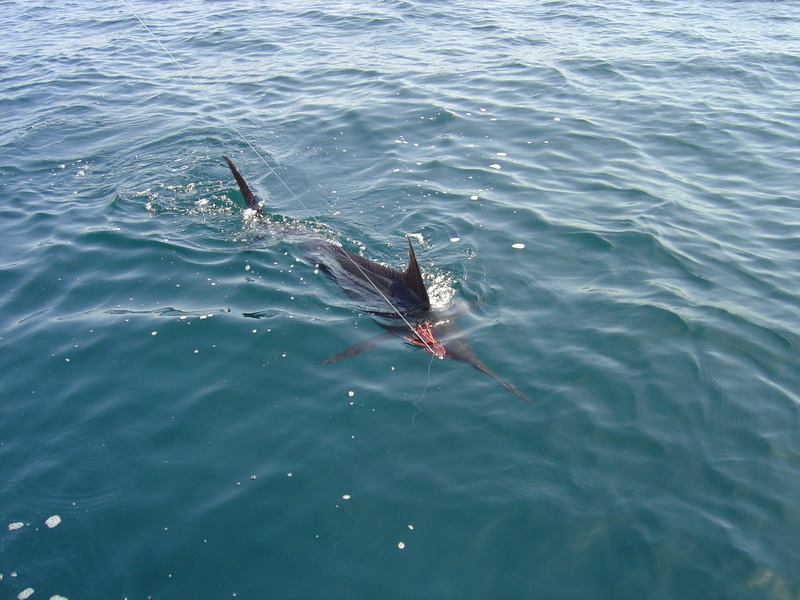 Atlantic blue marlin (Makaira nigricans); DISPLAY FULL IMAGE.