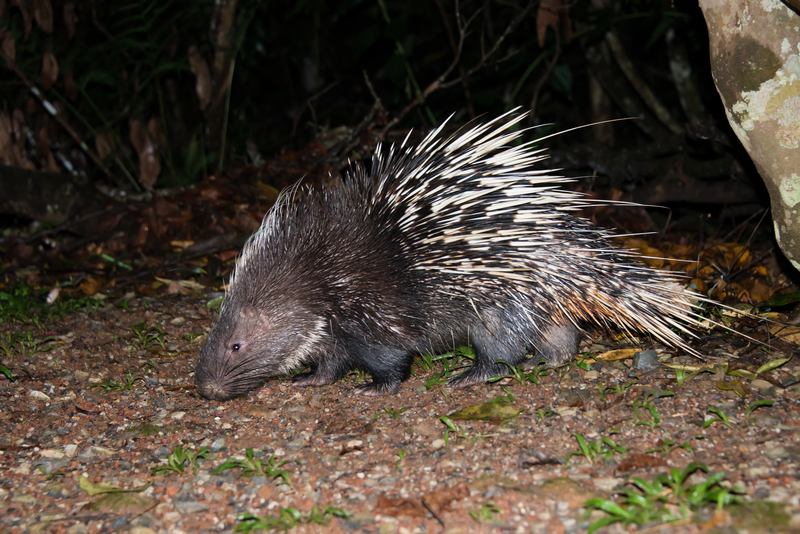 Malayan porcupine (Hystrix brachyura); DISPLAY FULL IMAGE.