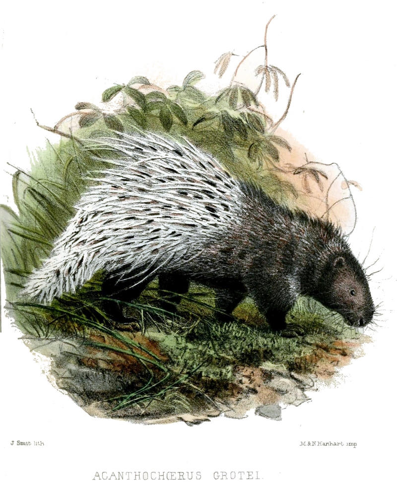 Malayan porcupine (Hystrix brachyura); DISPLAY FULL IMAGE.