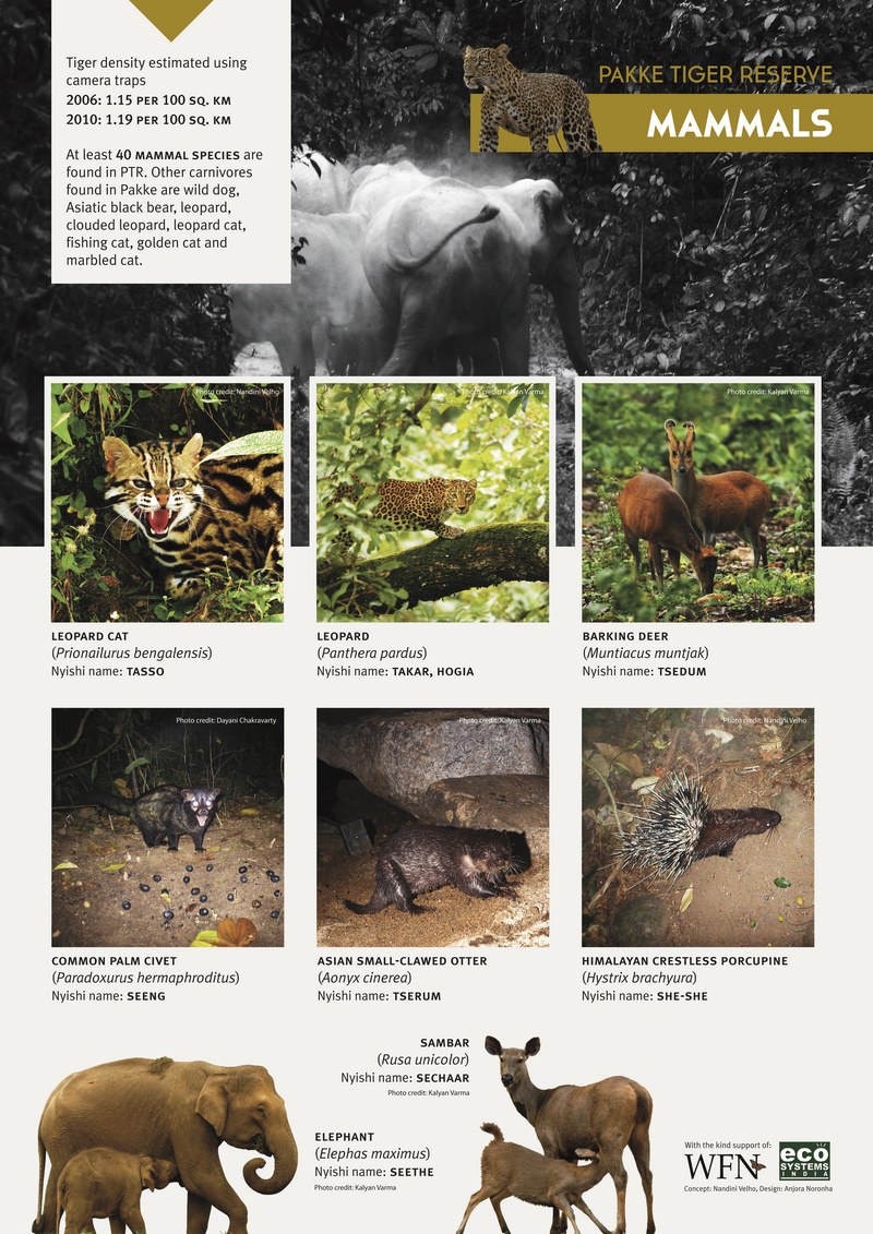 Pakke Tiger Reserve Mammals: Indian leopard cat (Prionailurus bengalensis bengalensis), Indian leopard (Panthera pardus fusca), Indian muntjac (Muntiacus muntjak), Asian palm civet (Paradoxurus hermaphroditus), oriental small-clawed otter (Aonyx cinerea), Malayan porcupine (Hystrix brachyura), Asiatic elephant (Elephas maximus), Indian sambar (Rusa unicolor); DISPLAY FULL IMAGE.