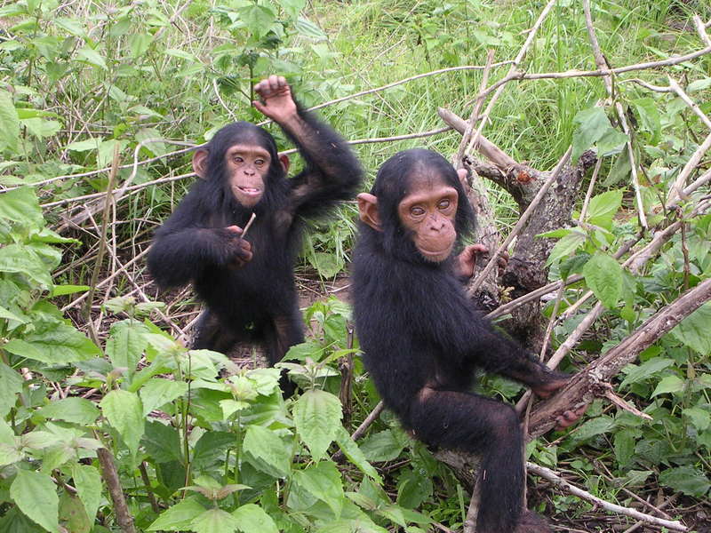 common chimpanzee (Pan troglodytes); DISPLAY FULL IMAGE.