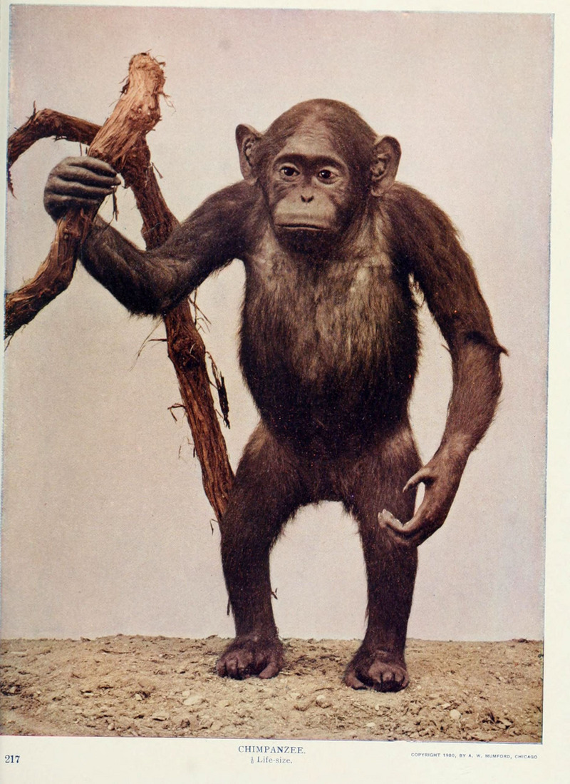 common chimpanzee (Pan troglodytes); DISPLAY FULL IMAGE.