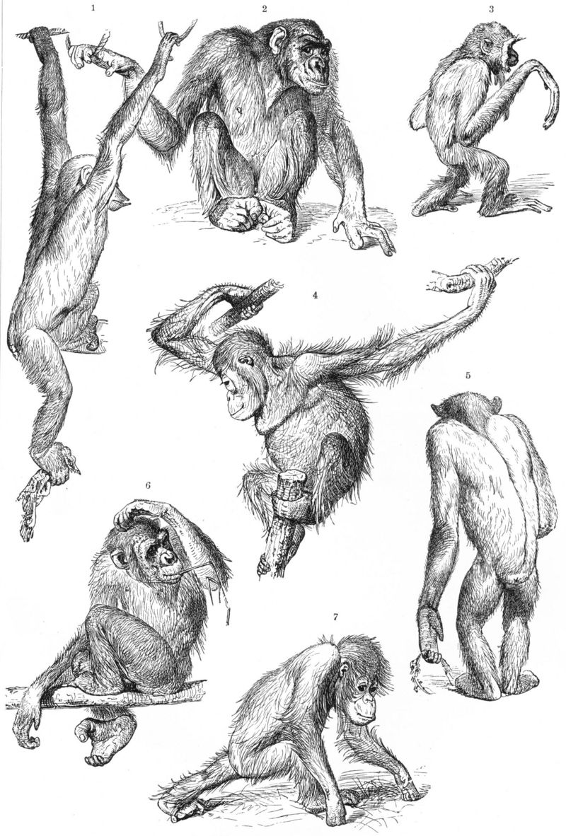 common chimpanzee (Pan troglodytes), agile gibbon (Hylobates agilis), Bornean orangutan (Pongo pygmaeus); DISPLAY FULL IMAGE.