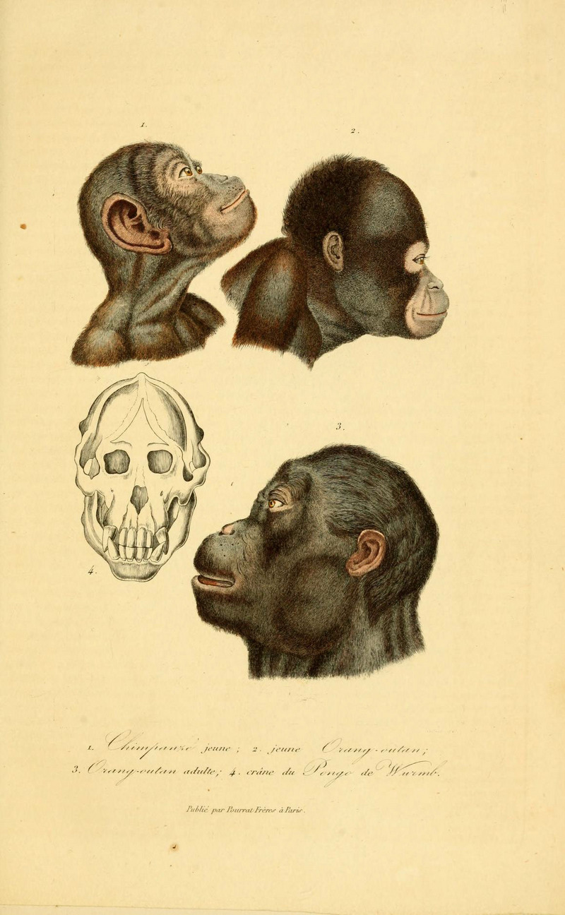common chimpanzee (Pan troglodytes), Bornean orangutan (Pongo pygmaeus); DISPLAY FULL IMAGE.