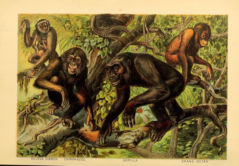 western hoolock gibbon (Hoolock hoolock), common chimpanzee (Pan troglodytes), western gorilla (Gorilla gorilla), Bornean orangutan (Pongo pygmaeus); DISPLAY FULL IMAGE.
