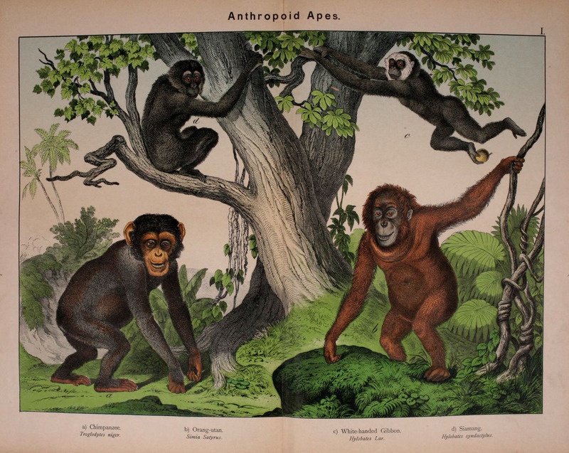 common chimpanzee (Pan troglodytes), Bornean orangutan (Pongo pygmaeus), lar gibbon (Hylobates lar), siamang (Symphalangus syndactylus); DISPLAY FULL IMAGE.