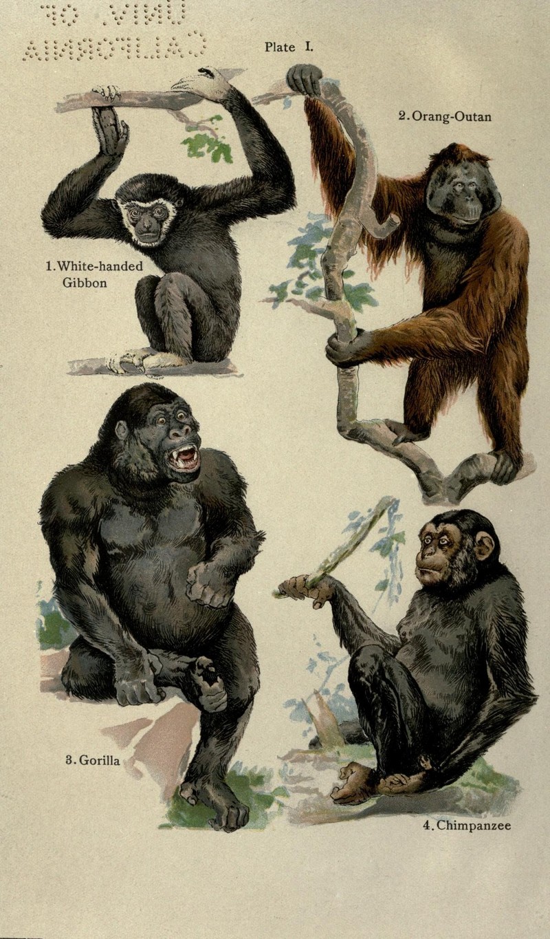 lar gibbon (Hylobates lar), Bornean orangutan (Pongo pygmaeus), western gorilla (Gorilla gorilla), common chimpanzee (Pan troglodytes); DISPLAY FULL IMAGE.
