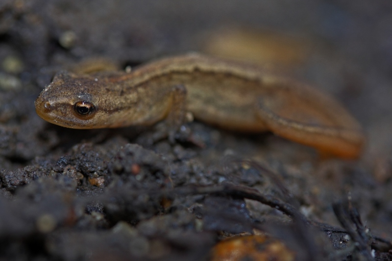 smooth newt (Lissotriton vulgaris); DISPLAY FULL IMAGE.