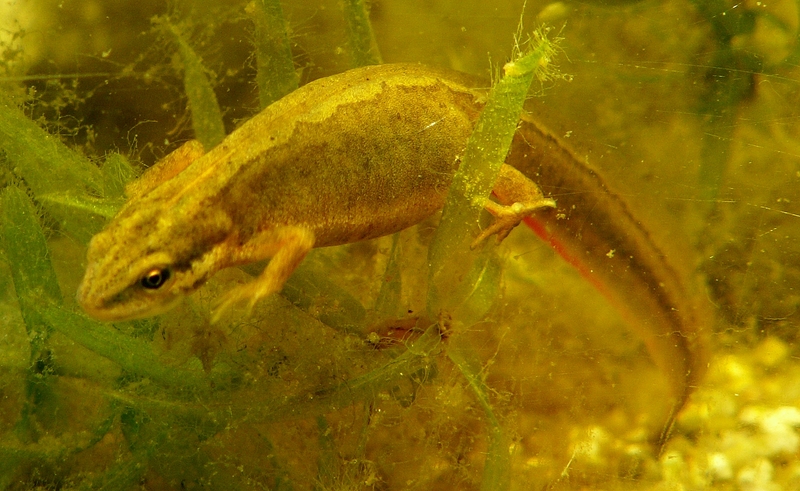 smooth newt (Lissotriton vulgaris); DISPLAY FULL IMAGE.