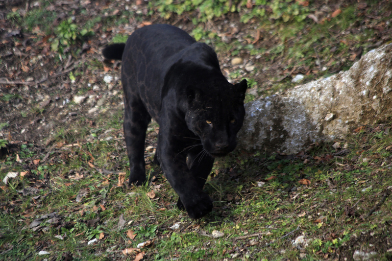 Black Panther - jaguar (Panthera onca); DISPLAY FULL IMAGE.