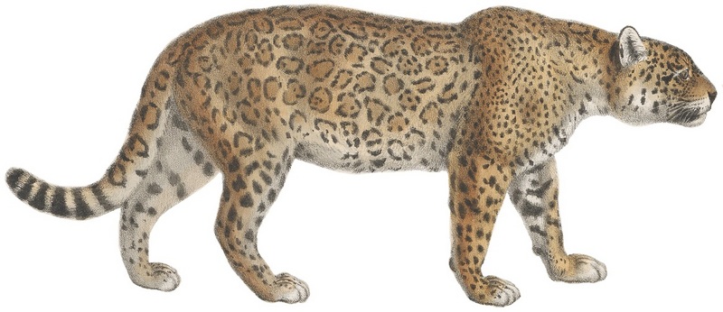 jaguar (Panthera onca); DISPLAY FULL IMAGE.