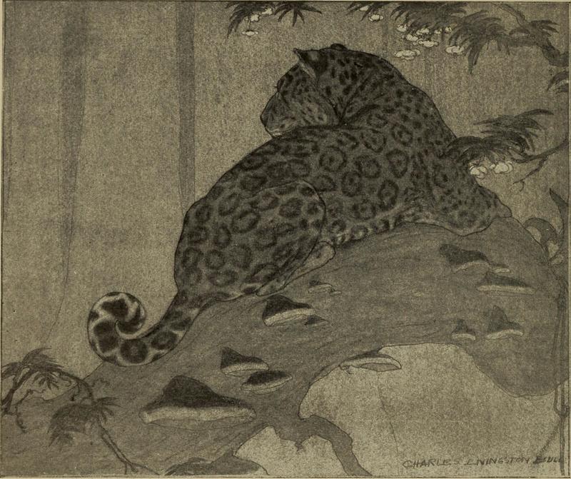 jaguar (Panthera onca); DISPLAY FULL IMAGE.