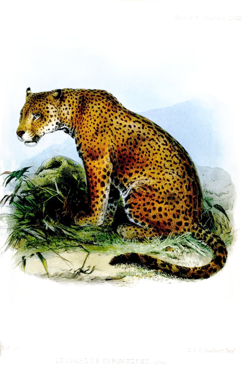 Western Mexican jaguar (Panthera onca hernandesii); DISPLAY FULL IMAGE.