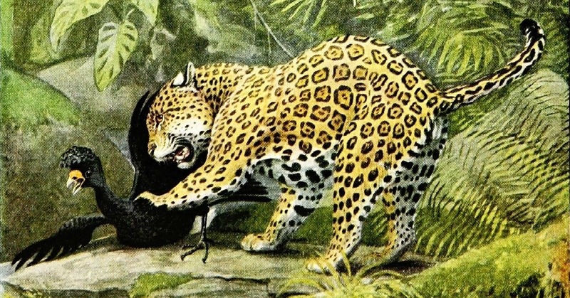 jaguar (Panthera onca), black curassow (Crax alector); DISPLAY FULL IMAGE.
