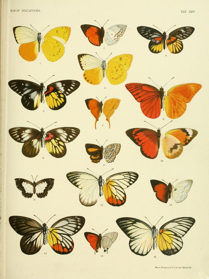 The butterflies of the Malay Peninsula: orange albatross (Appias nero) etc.; DISPLAY FULL IMAGE.