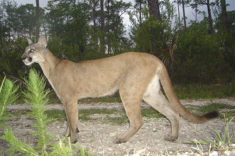 Florida panther (Puma concolor coryi); DISPLAY FULL IMAGE.
