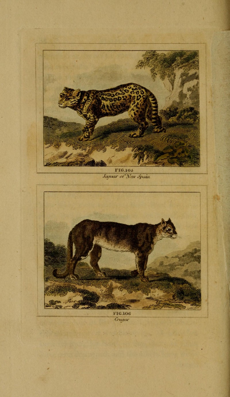 jaguar (Panthera onca), cougar (Puma concolor); DISPLAY FULL IMAGE.