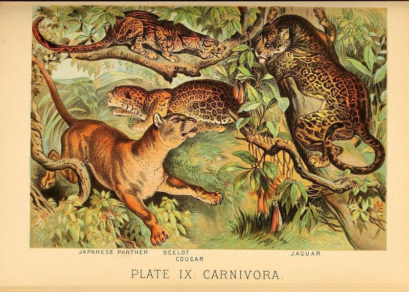 leopard (Panthera pardus), ocelot (Leopardus pardalis), jaguar (Panthera onca), cougar (Puma concolor); DISPLAY FULL IMAGE.