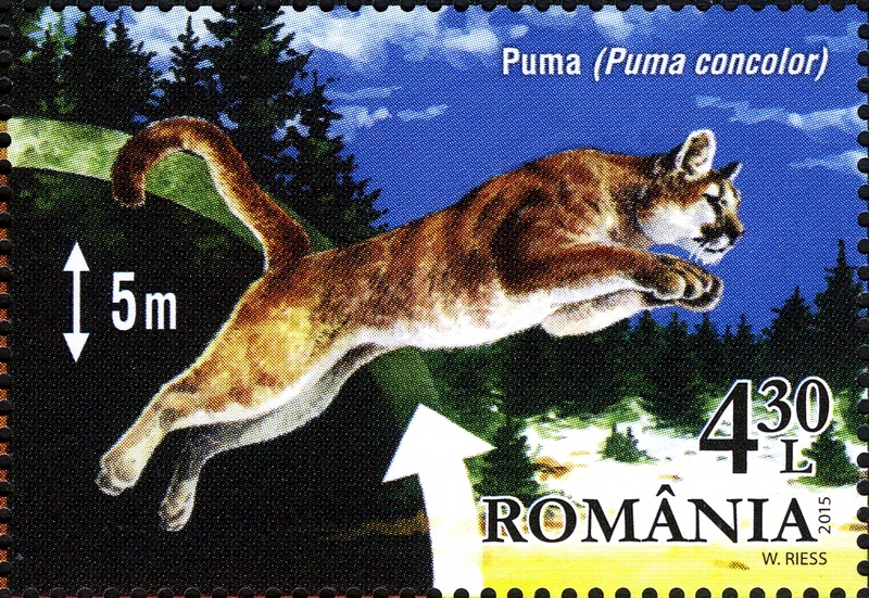 cougar (Puma concolor); DISPLAY FULL IMAGE.