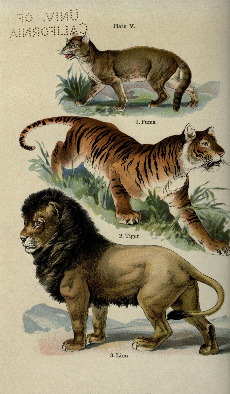 cougar (Puma concolor), tiger (Panthera tigris), lion (Panthera leo); DISPLAY FULL IMAGE.
