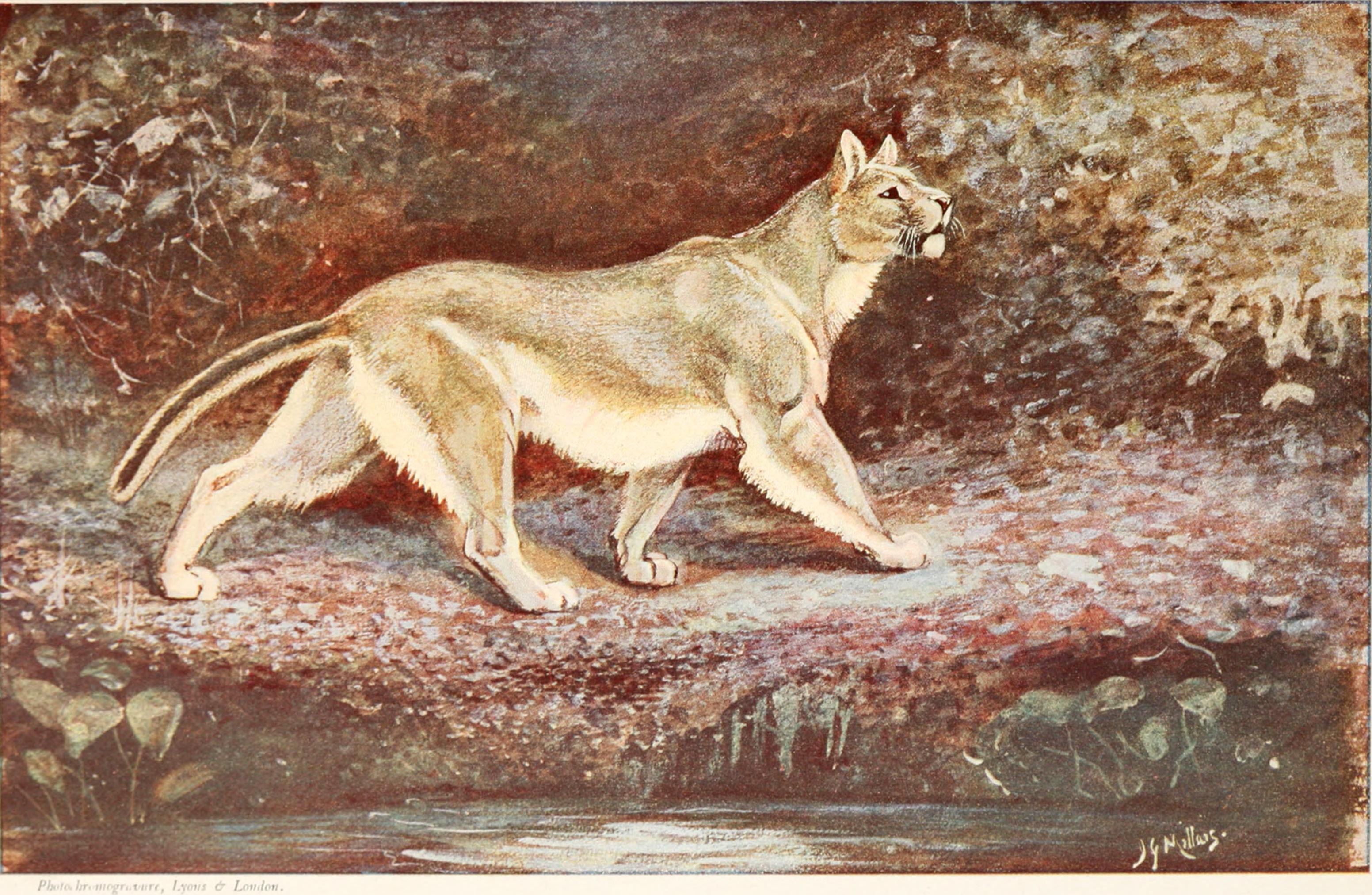 cougar (Puma concolor); Image ONLY