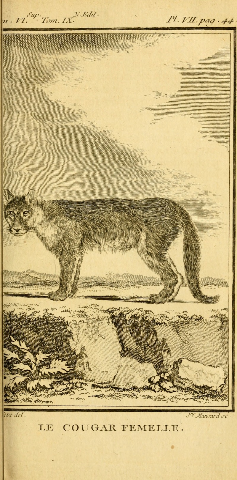 cougar (Puma concolor); DISPLAY FULL IMAGE.
