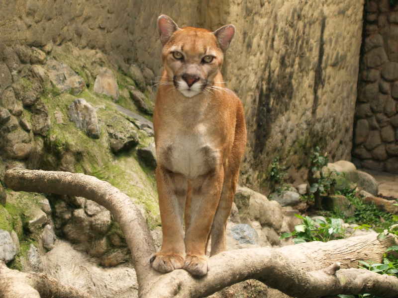 Argentine cougar (Puma concolor cabrerae); DISPLAY FULL IMAGE.