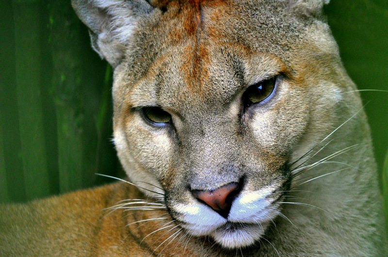 Costa Rican Cougar (Puma concolor costaricensis); DISPLAY FULL IMAGE.