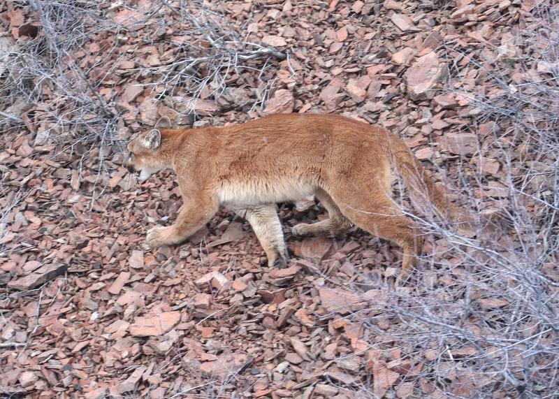 North American cougar (Puma concolor couguar); DISPLAY FULL IMAGE.