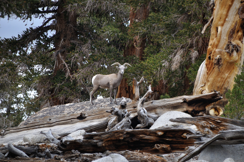 Sierra Nevada bighorn sheep (Ovis canadensis sierrae); DISPLAY FULL IMAGE.