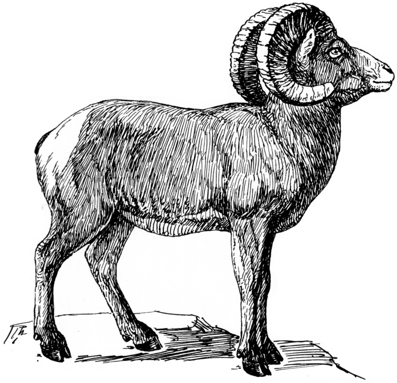 bighorn sheep (Ovis canadensis); DISPLAY FULL IMAGE.
