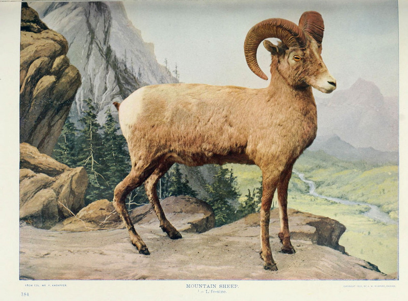 bighorn sheep (Ovis canadensis); DISPLAY FULL IMAGE.