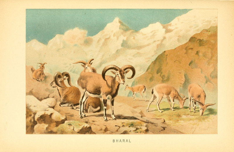 bharal, Himalayan blue sheep, naur (Pseudois nayaur); DISPLAY FULL IMAGE.