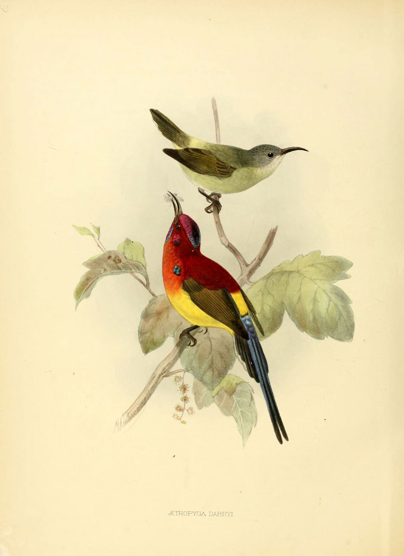 Mrs. Gould's sunbird (Aethopyga gouldiae); DISPLAY FULL IMAGE.