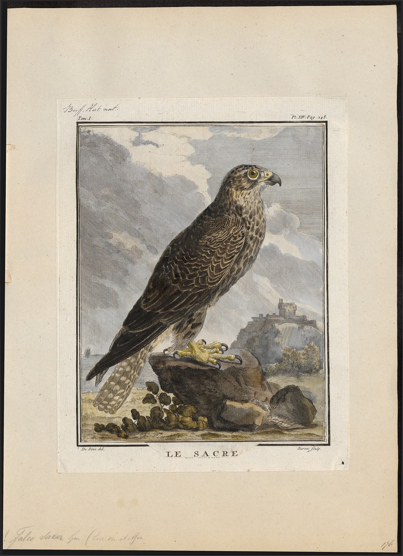 saker falcon (Falco cherrug); DISPLAY FULL IMAGE.