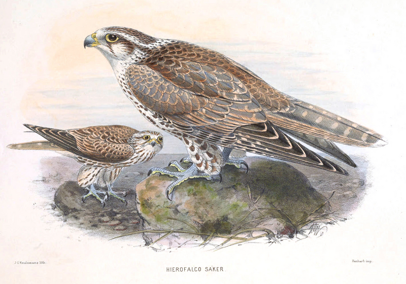 saker falcon (Falco cherrug); DISPLAY FULL IMAGE.