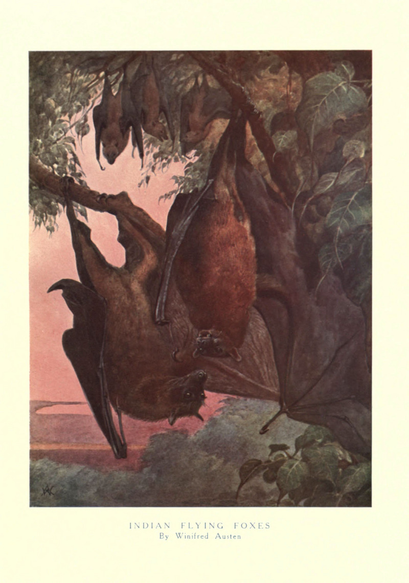 Indian flying fox (Pteropus giganteus); DISPLAY FULL IMAGE.
