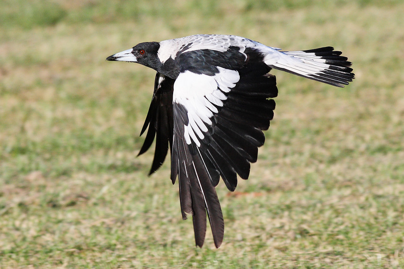 Australian magpie (Cracticus tibicen); DISPLAY FULL IMAGE.