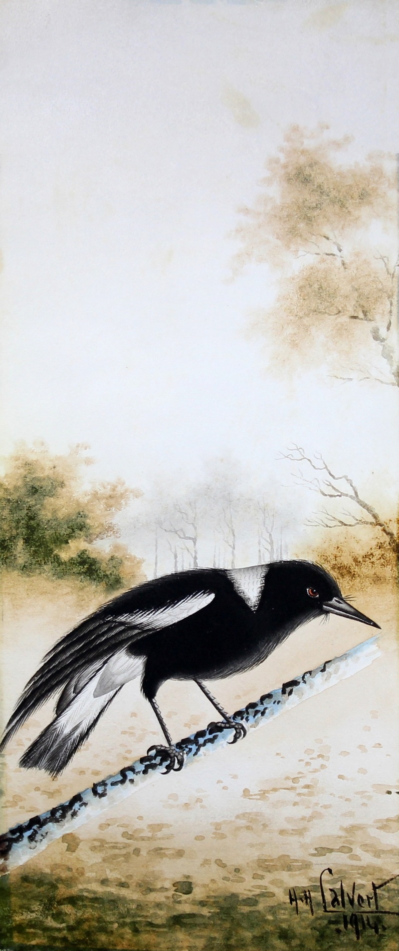 Australian magpie (Cracticus tibicen); DISPLAY FULL IMAGE.