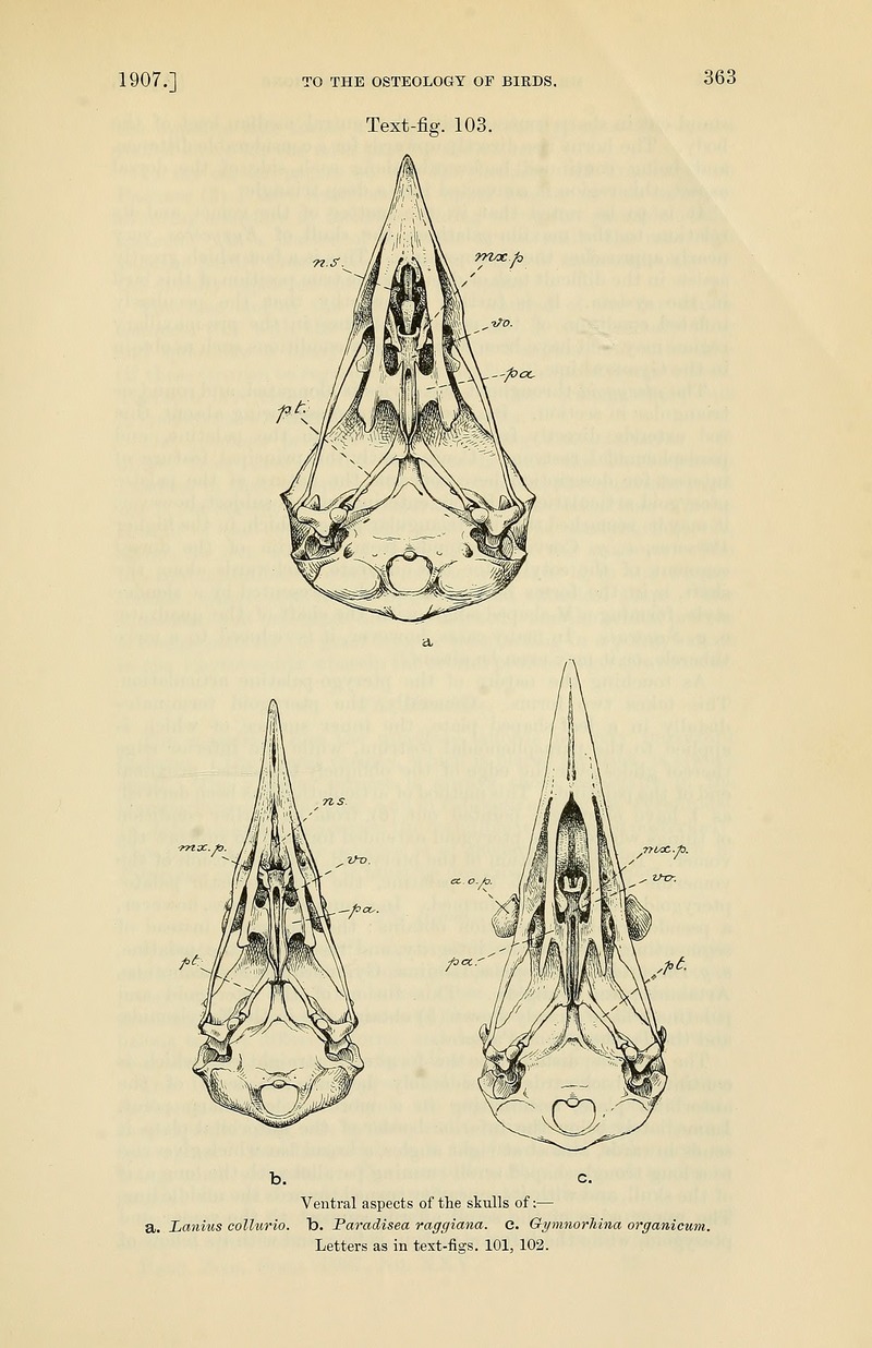 red-backed shrike (Lanius collurio), Raggiana bird-of-paradise (Paradisaea raggiana), Australian magpie (Cracticus tibicen); DISPLAY FULL IMAGE.