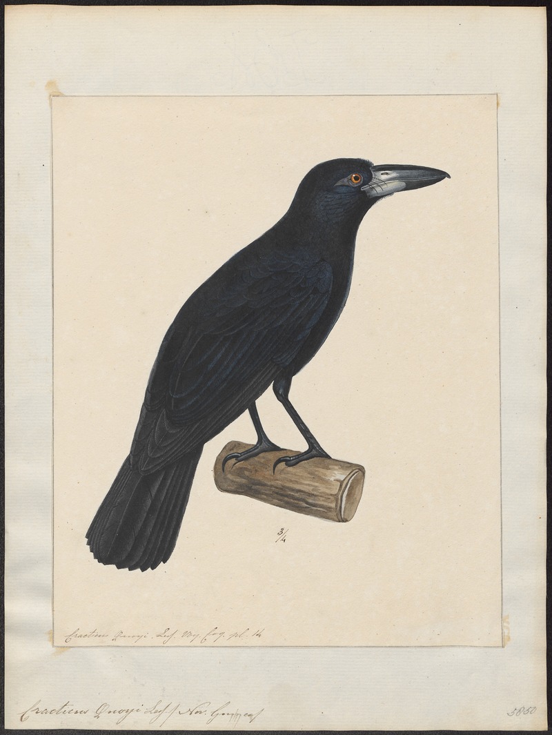 black butcherbird (Melloria quoyi); DISPLAY FULL IMAGE.