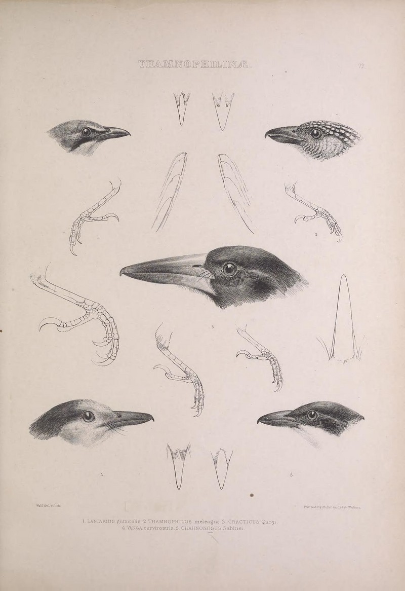 Thamnophilinae: bokmakierie (Telophorus zeylonus), spot-backed antshrike (Hypoedaleus guttatus), black butcherbird (Melloria quoyi), hook-billed vanga (Vanga curvirostris), Sabine's puffback (Dryoscopus sabini); DISPLAY FULL IMAGE.