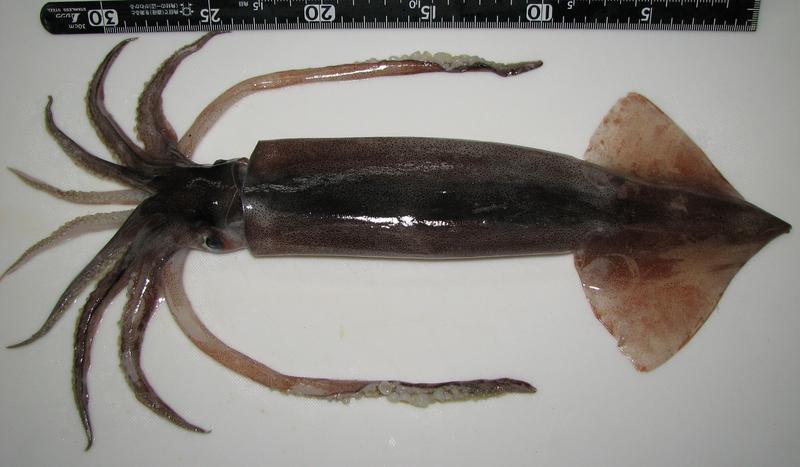 Pacific flying squid (Todarodes pacificus); DISPLAY FULL IMAGE.