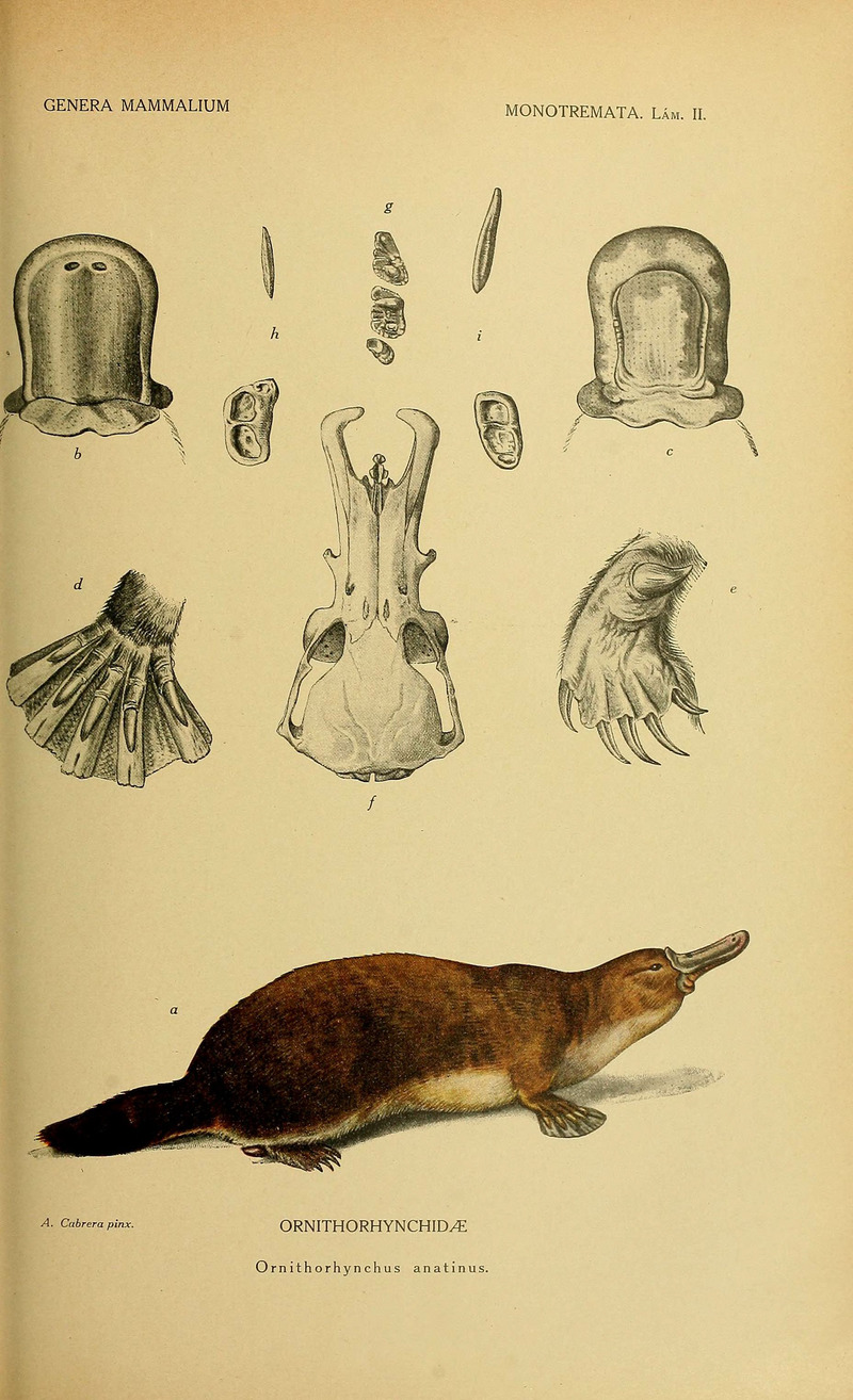 duck-billed platypus (Ornithorhynchus anatinus); DISPLAY FULL IMAGE.